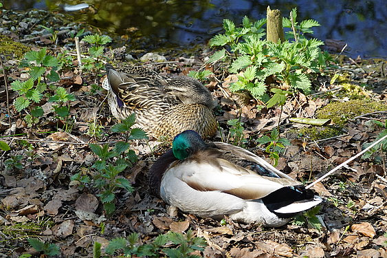 Enten am Ententeich im Schlosspark. Schloss Borbeck, ©ruhrtropolis.de
