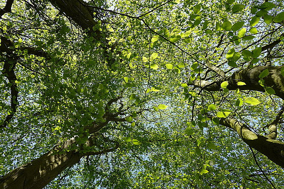 Bäume im Schlosspark. Schloss Borbeck, ©ruhrtropolis.de